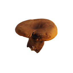 Petit champignon brun