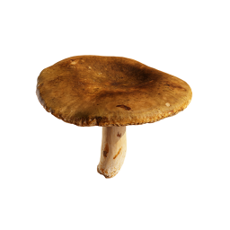 Коричневый лесной гриб