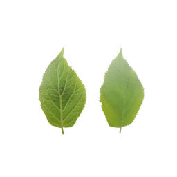 Green Leaf of a Tree