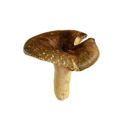 Dark Forest Mushroom