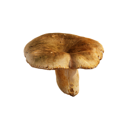 Маленький коричневый гриб