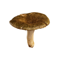 Зеленый лесной гриб