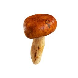 Маслянистый лесной гриб