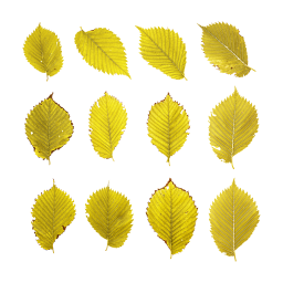 Желтые листья Вяза