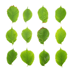 Зеленые листья Вяза