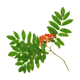 Branche de Rowan avec fruits