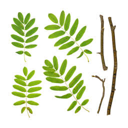 Branches et feuilles de Rowan