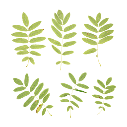 Green Leaves of Rowan