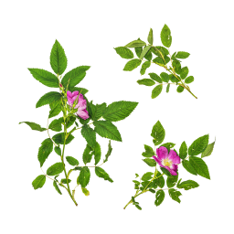 Rosehip Leaves and Flowers
