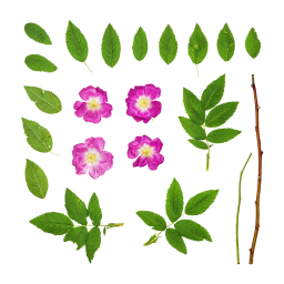 Rosehip Flowers and Leaves