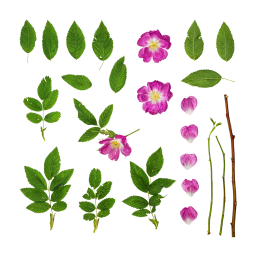 Rosehip Branches and Flowers