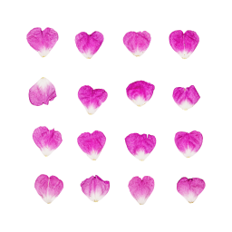 Rosehip Petals