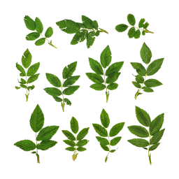 Зеленые листья шиповника