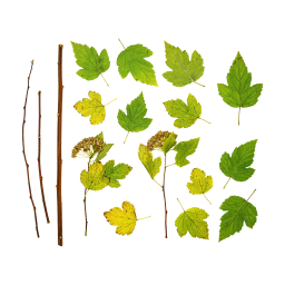 Branches et feuilles d'un buisson