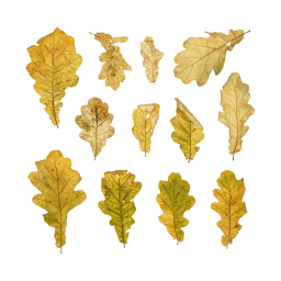 Желтые листья дуба