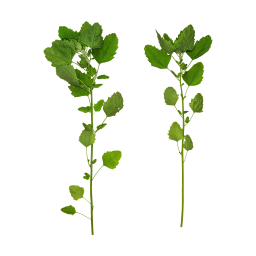 Orache Stems and Leaves