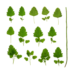 Orache Stems and Leaves