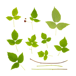 Branches et feuilles de framboisier