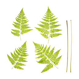 Листья и стебли папоротника