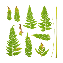 Fern Stems and Leaves