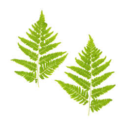Fern Leaves