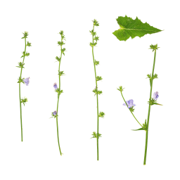 Chicory Stems