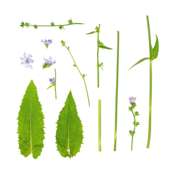 Chicorée-Blätter und -Stängel