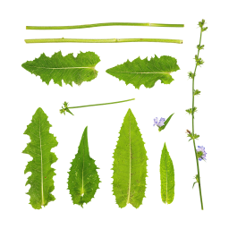 Chicorée-Blätter und -Stängel