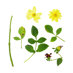 Желтый цветок гортензии