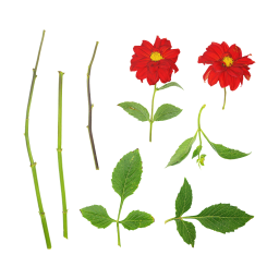 Fleur d'hortensia rouge