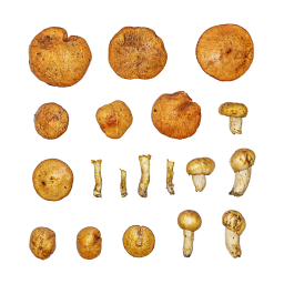 Yellow Mushrooms