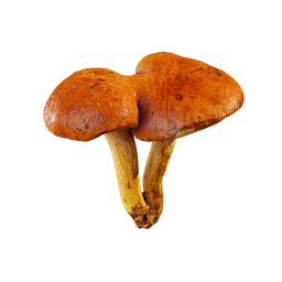 Двойной гриб
