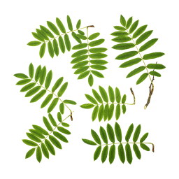 Rowan-Blätter und Zweige