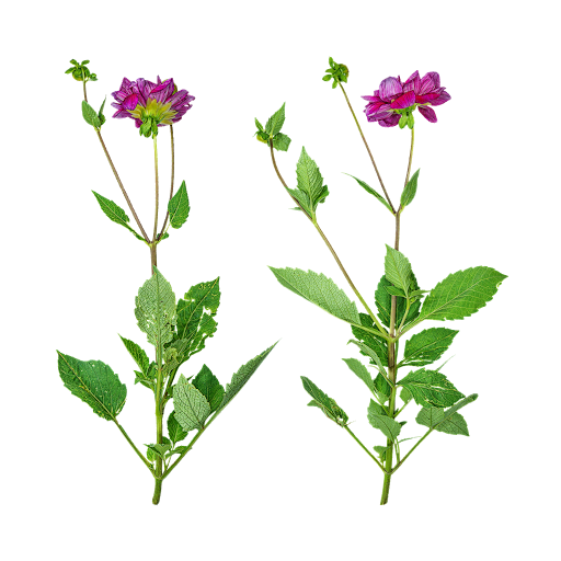 flower stem texture