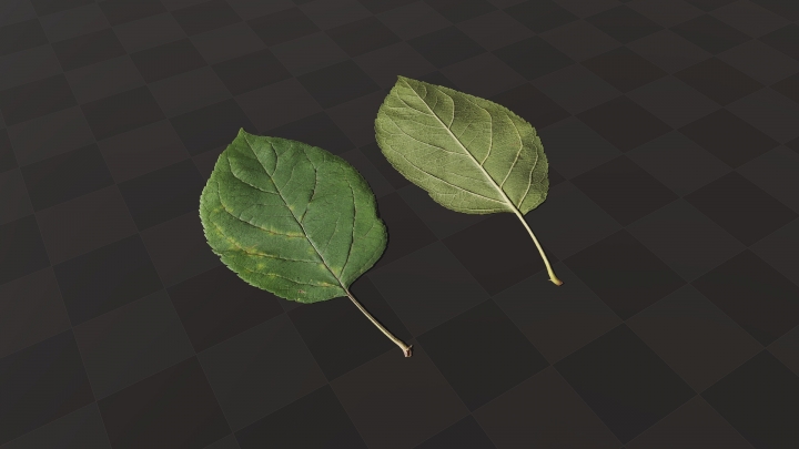 Green Leaf of Tree