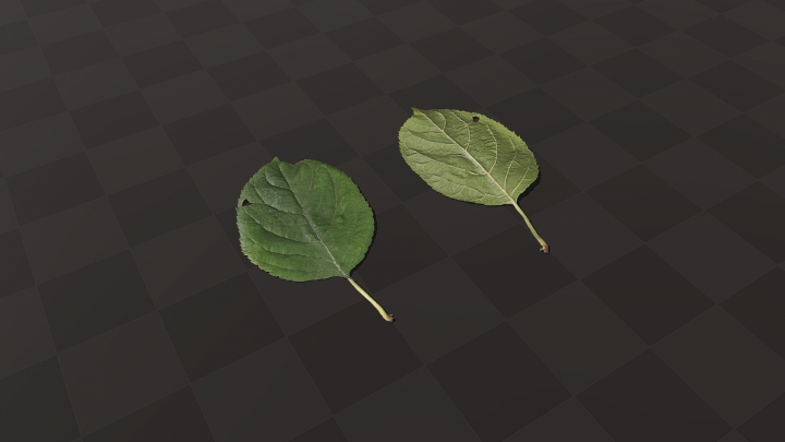 Green Hydrangea Leaves