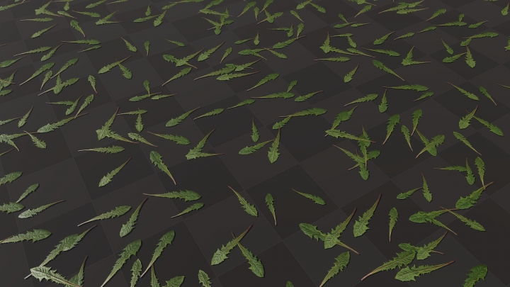Green Dandelion Leaves