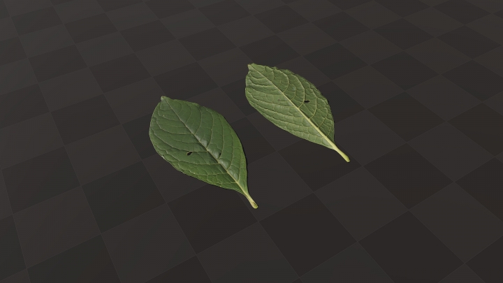 Small Laconic Leaf