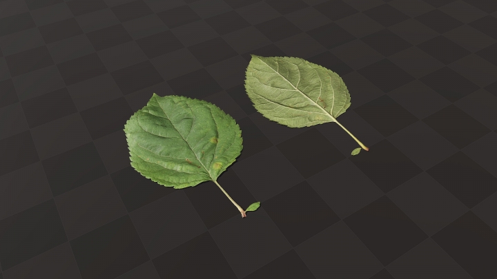Hydrangea Arborescens Leaf