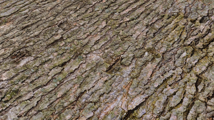 Pine Bark with Moss