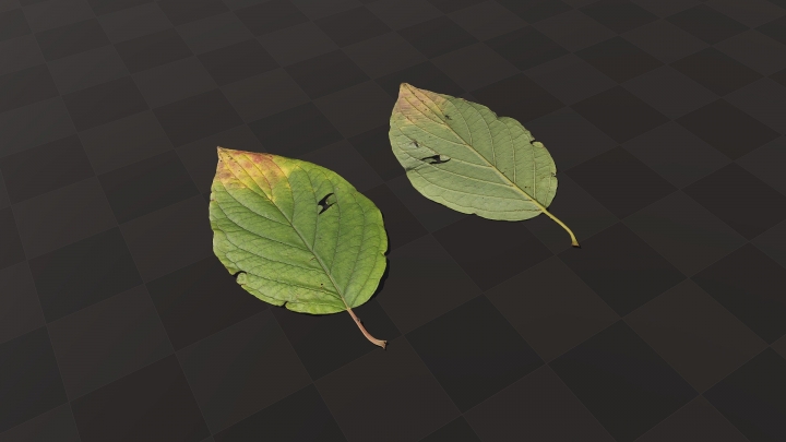 Damaged Autumn Leaf