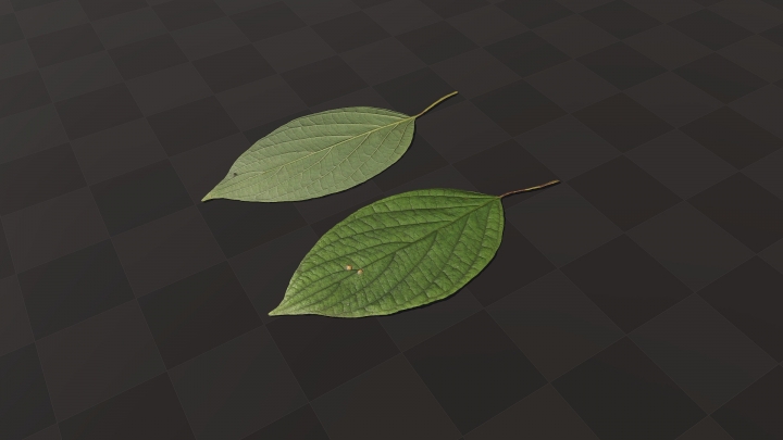Large leaf of a bush