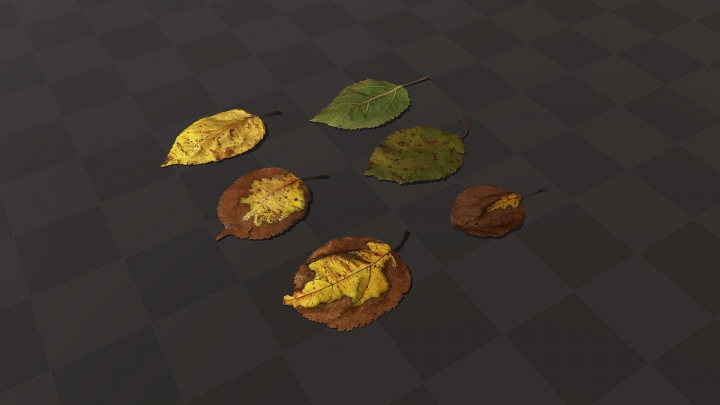 Different Autumn Leaves