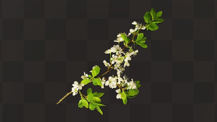 Branch with White Flowers