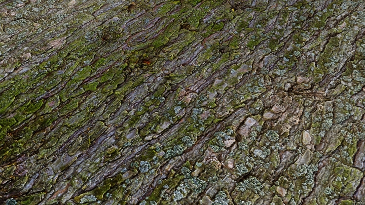 Green Pine Bark