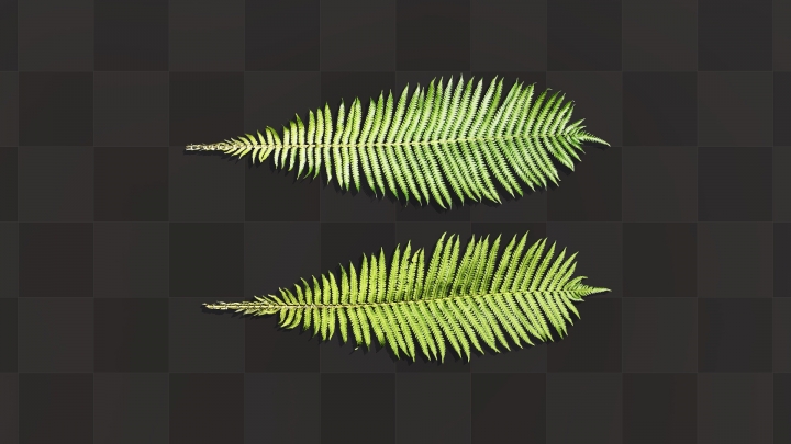 Large fern leaves