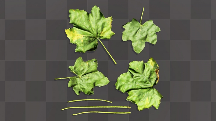 Large Mallow Leaves