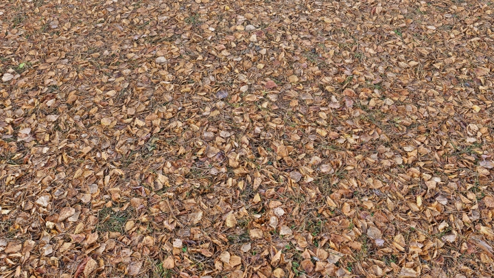 Soil with Yellow Leaves