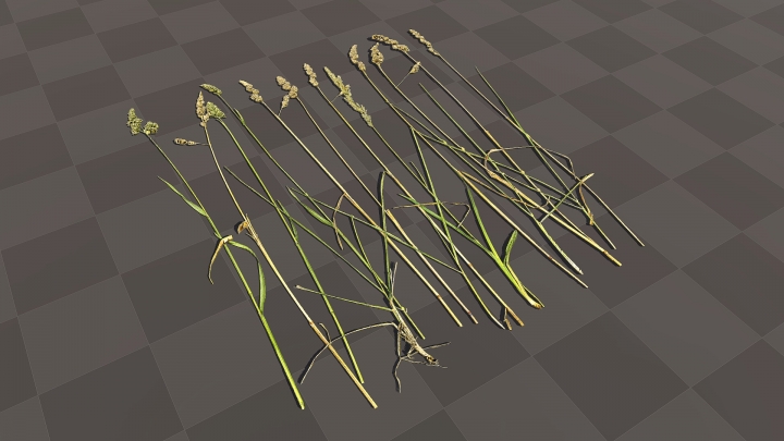Tall Spikelets of Field Grass