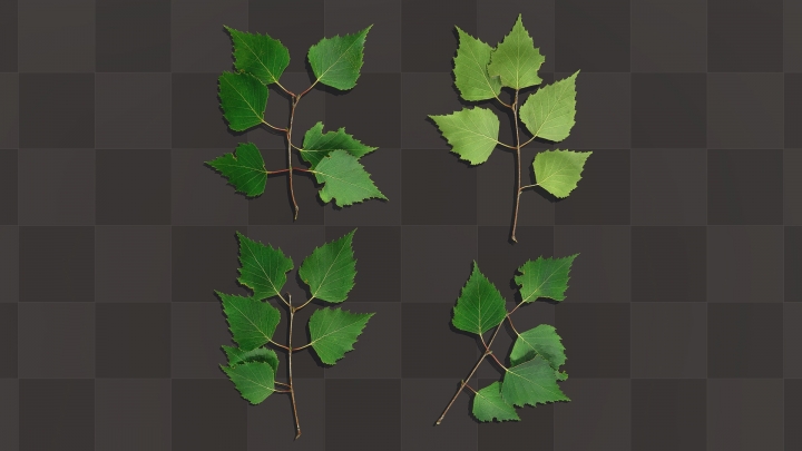 Different Branches of Birch